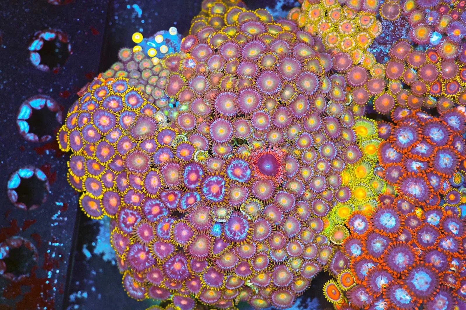 Multi-Zoa Combo Coral Colony WYSIWYG - SAQ Coral Farm