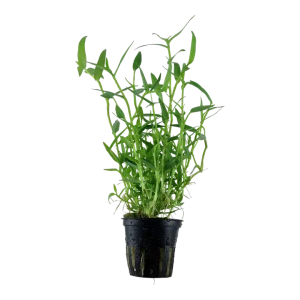 Murdannia keisak Pot Plant by Tropica