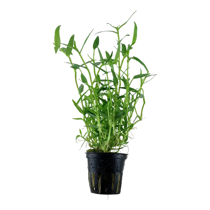 Murdannia keisak Pot Plant by Tropica