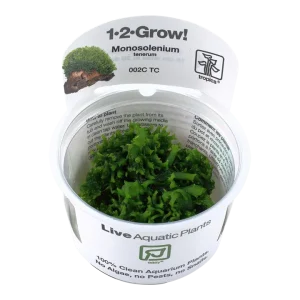 Myriophyllum 'Guyana' Tissue Culture by Tropica