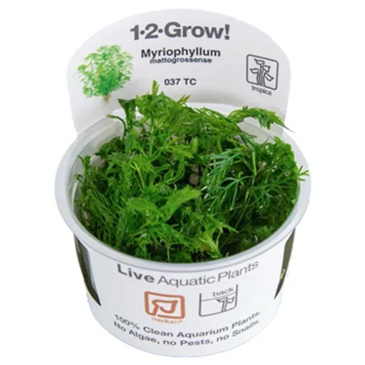 Myriophyllum mattogrossense Tissue Culture by Tropica