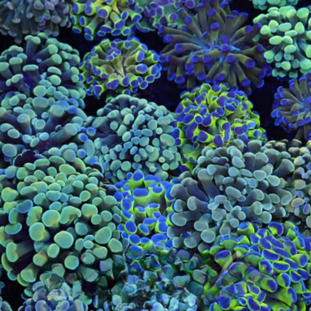 Mystery Hammer Coral 1-2 Heads - SAQ Coral Farm
