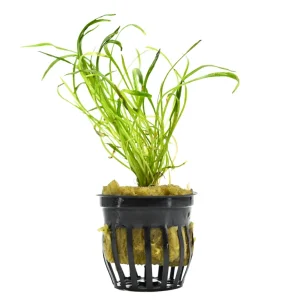 Narrow Leaf Micro Sword Plant