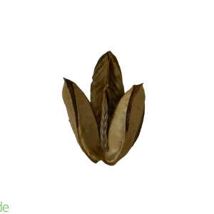 Natural Tridente Heads