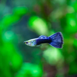 Neon Blue Guppy Fish