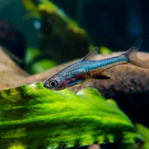 Neon Blue Rasbora