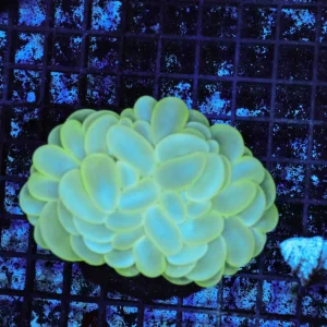 Neon Green Bubble Coral Colony WYSIWYG C4 - SAQ Coral Farm