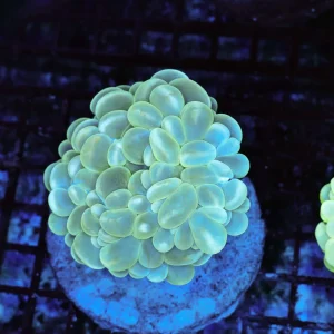 Neon Green Bubble Coral Colony WYSIWYG C5 - SAQ Coral Farm