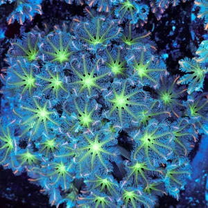 Neon Green Clove Colony WYSIWYG - SAQ Coral Farm