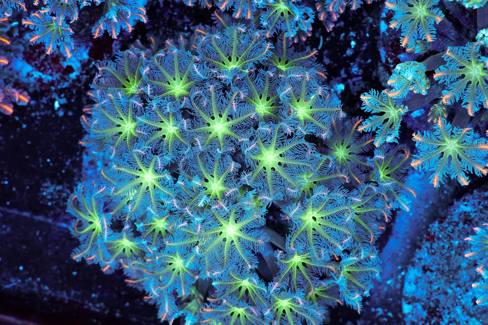 Neon Green Clove Colony WYSIWYG - SAQ Coral Farm