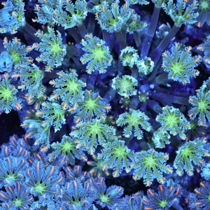 Neon Green Clove Colony WYSIWYG - SAQ Coral Farm