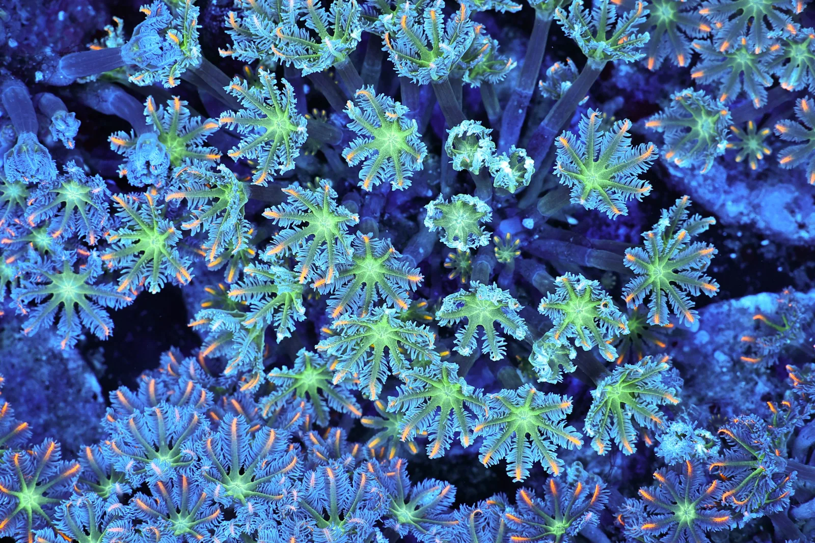 Neon Green Clove Colony WYSIWYG - SAQ Coral Farm