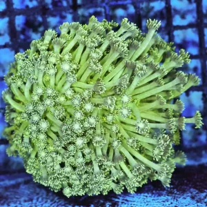 Neon Green Goniopora Coral Colony WYSIWYG - SAQ Coral Farm