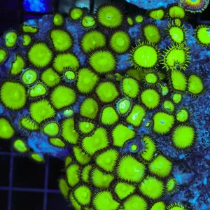 Neon Green Zoanthid Colony WYSIWYG - SAQ Coral Farm