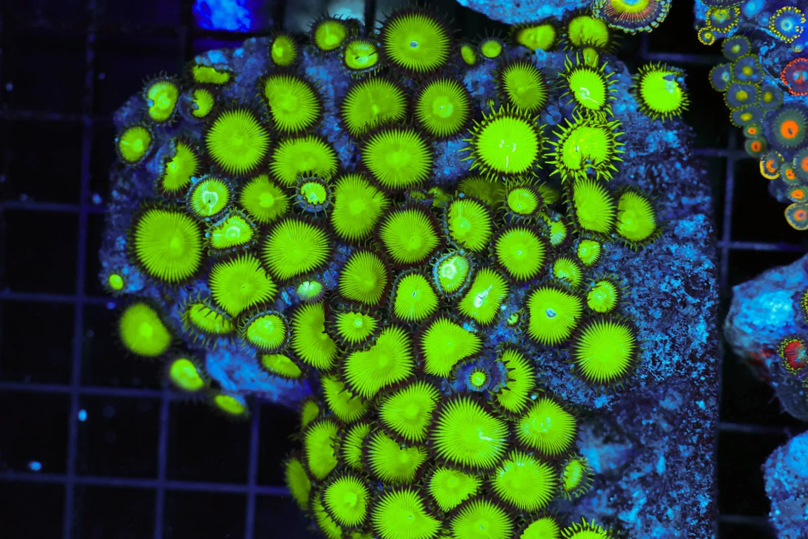 Neon Green Zoanthid Colony WYSIWYG - SAQ Coral Farm