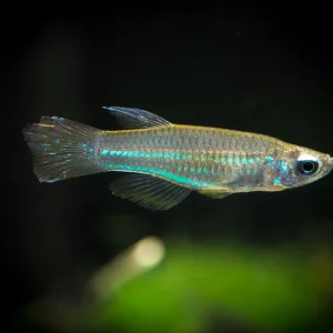 Neon Stripe Lampeye Killifish (Aplocheilichthys macrophthalmus), TANK-BRED!