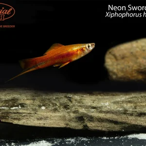 Neon Swordtail