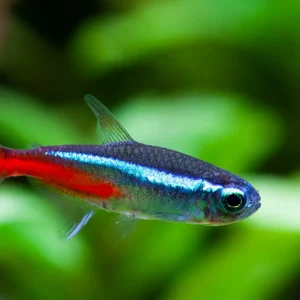 Neon Tetra Fish