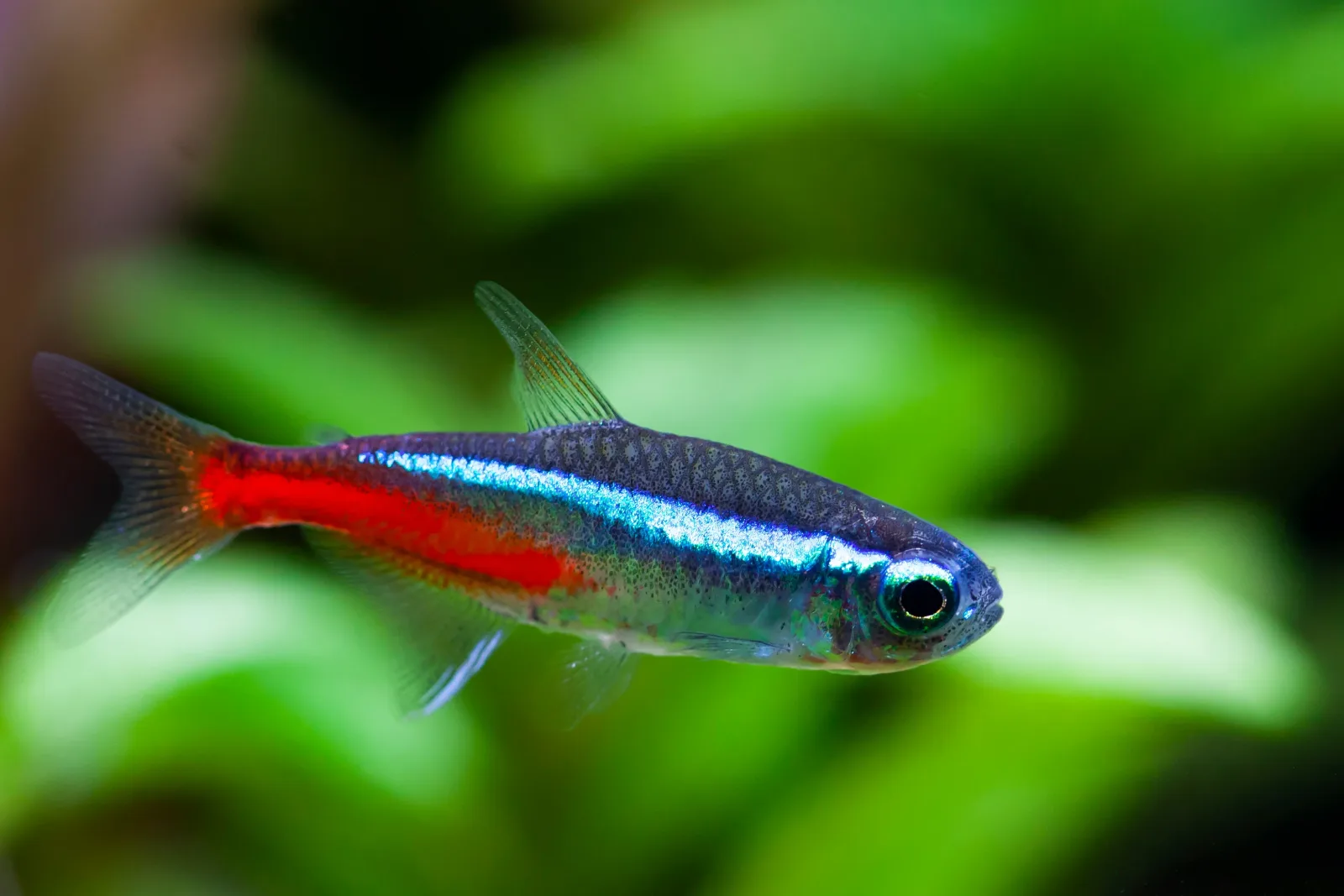 Neon Tetra Fish