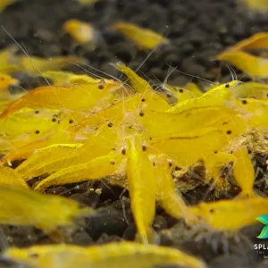 Neon Yellow Shrimp