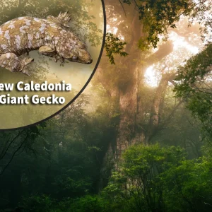 New Caledonia Giant Gecko (Rhacodactylus leachianus) Bioactive Vivarium Kit