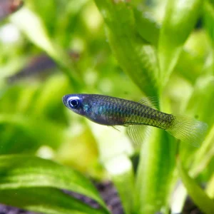Norman's Lampeye Killifish