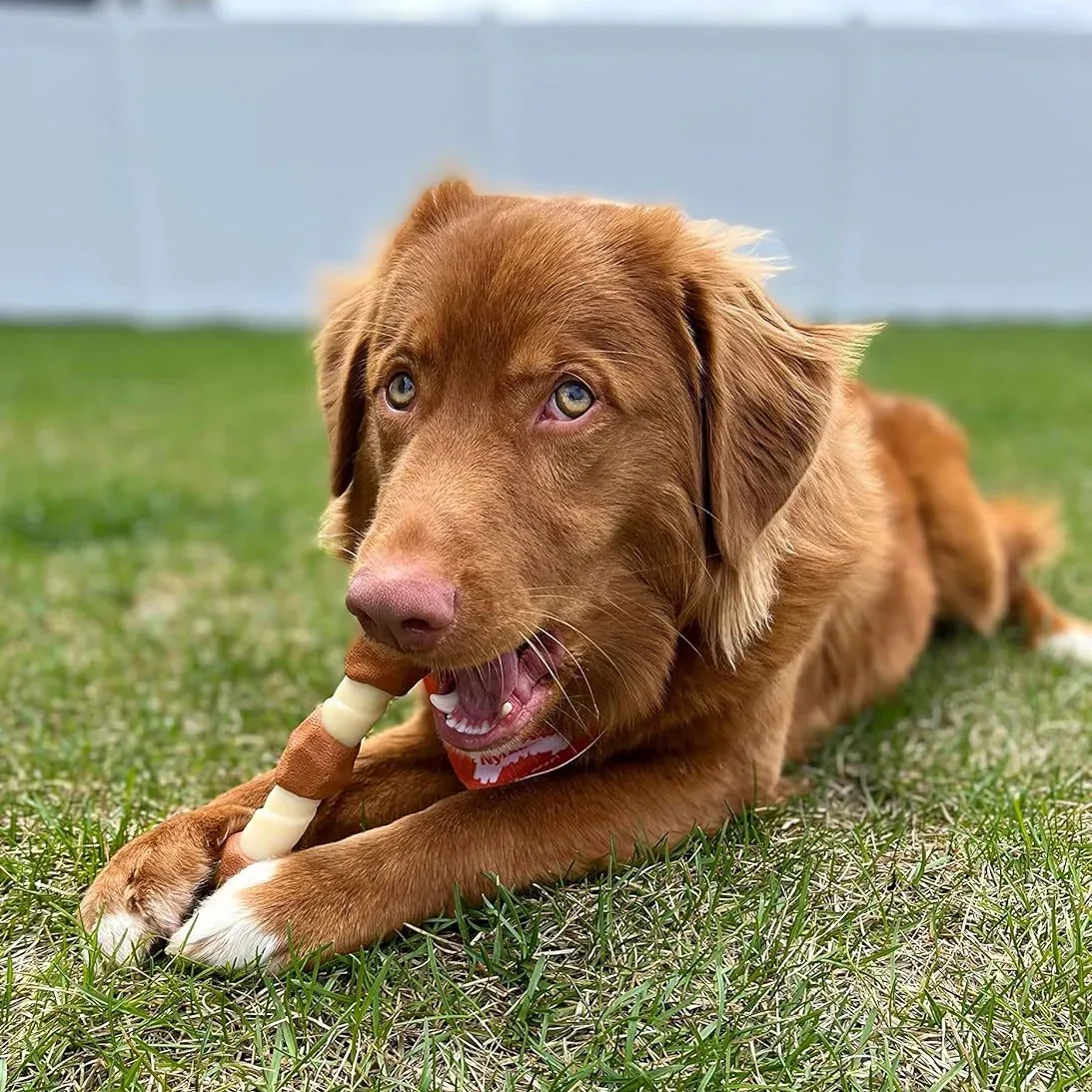 Nylabone Power Chew Shish Kabob Alternative - Image 2