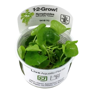 Nymphoides hydrophylla 'Taiwan' Tissue Culture by Tropica