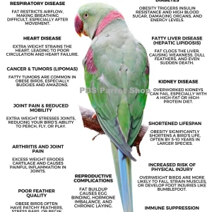 Obesity in Birds Poster by Monika Sangar (PDF)