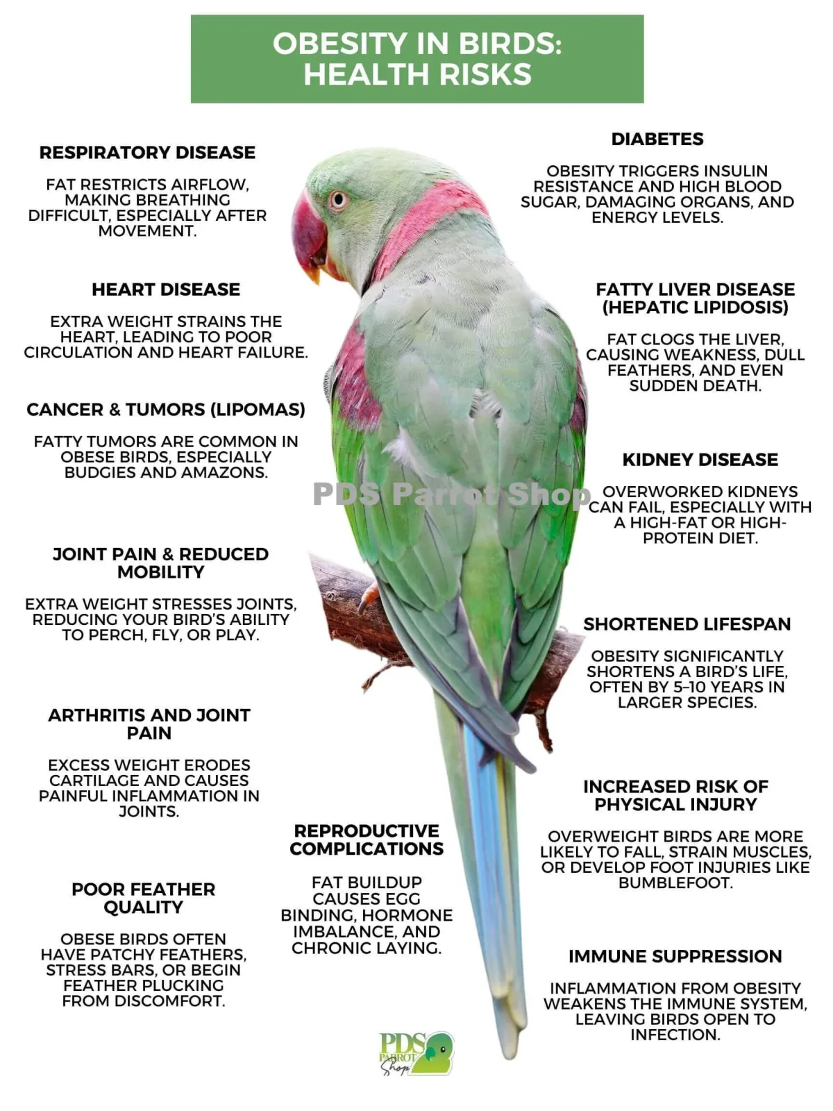 Obesity in Birds Poster by Monika Sangar (PDF)
