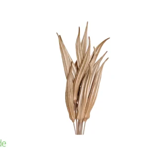 Okra Seed Pod for Terrariums & Vivariums