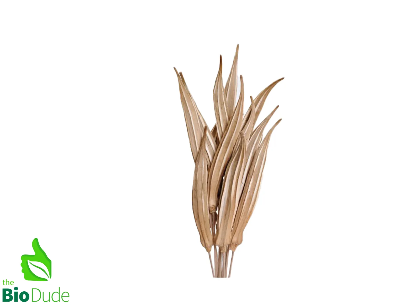 Okra Seed Pod for Terrariums & Vivariums