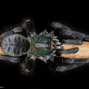 Omothymus sp Valhalla – Emerald Shadow Tree Spider (Cyriopagopus sp Valhalla) | Rare Emerald Green Old World Arboreal | Live Arrival Guarantee | TDE