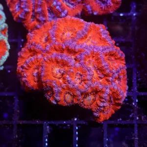 Orange Asian Acan Colony WYSIWYG - SAQ Coral Farm