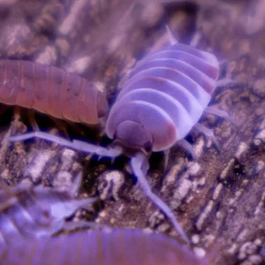 "Orange Cream" Isopods (Porcellionoides pruinosus)