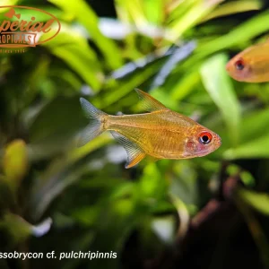 Orange Lemon Tetra
