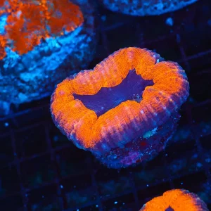 Orange Lobophyllia WYSIWYG - SAQ Coral Farm