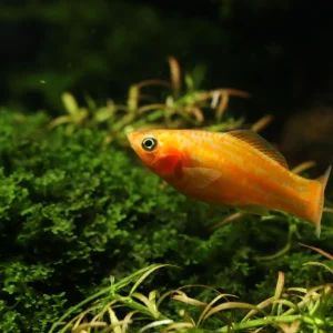Orange Molly Fish