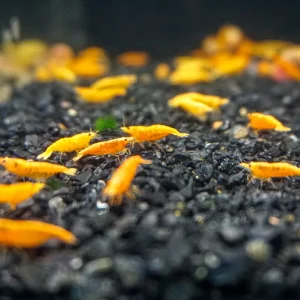 Orange Pumpkin Shrimp