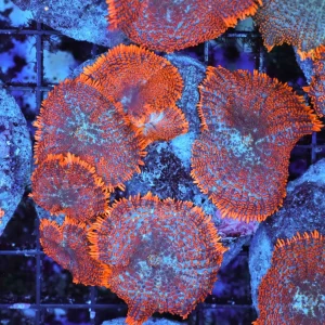 Orange Rhodactis Mushroom Colony WYSIWYG AB2 - SAQ Coral Farm