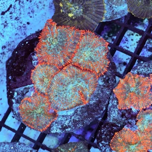 Orange Rhodactis Mushroom Colony WYSIWYG - SAQ Coral Farm