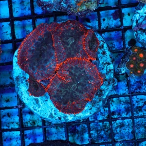 Orange Rhodactis Mushroom Colony WYSIWYG - SAQ Coral Farm