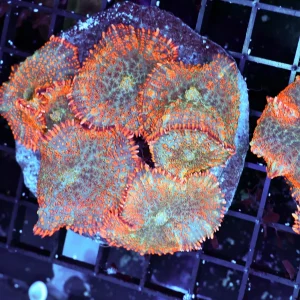Orange Rhodactis Mushroom Colony WYSIWYG - SAQ Coral Farm