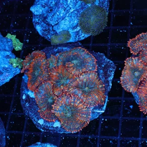 Orange Rhodactis Mushroom Rock Colony WYSIWYG - SAQ Coral Farm