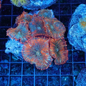 Orange Rhodactis Mushroom Rock Colony WYSIWYG - SAQ Coral Farm