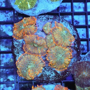 Orange Rhodactis Mushroom Rock WYSIWYG - SAQ Coral Farm