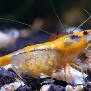 Orange Rili Shrimp