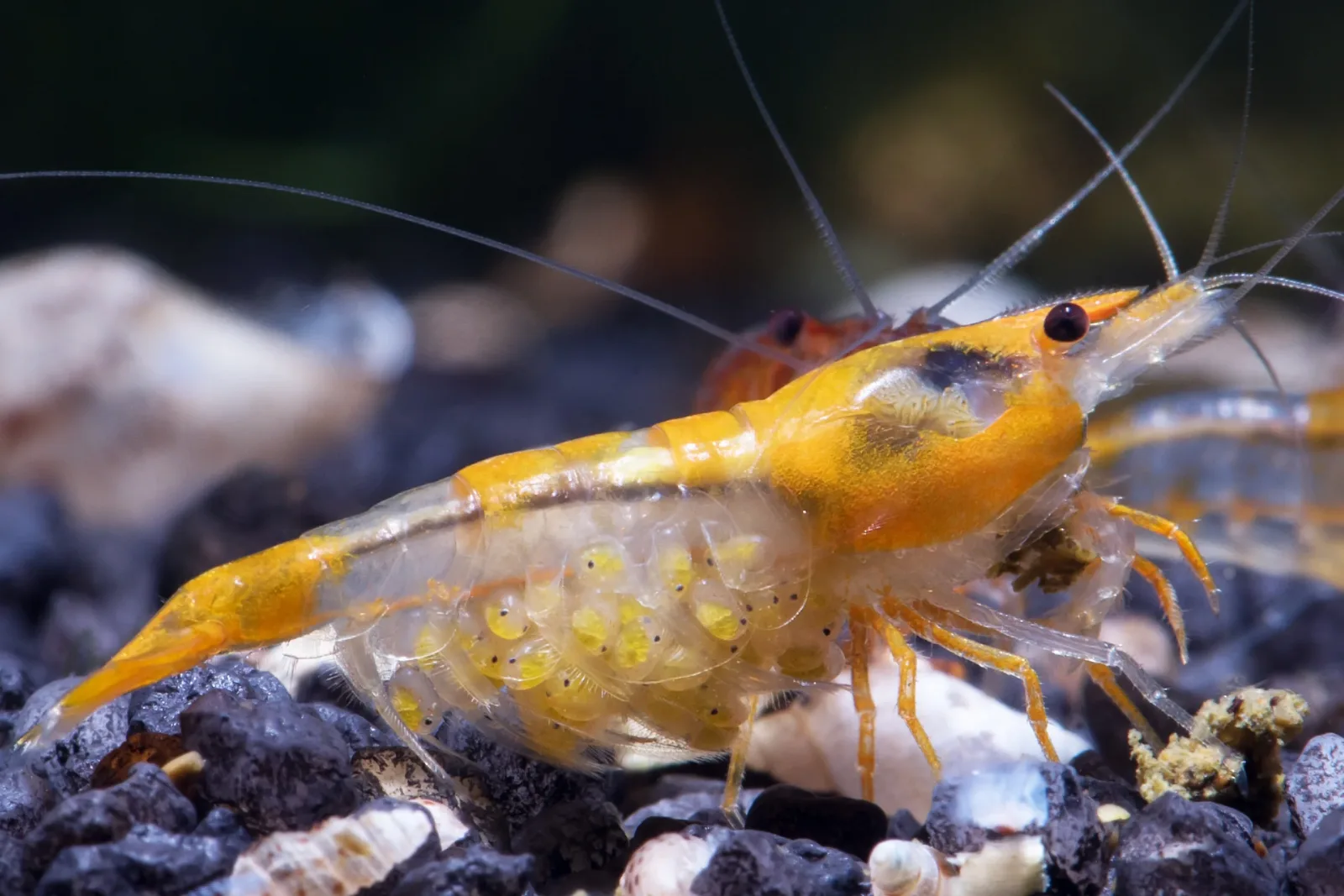 Orange Rili Shrimp