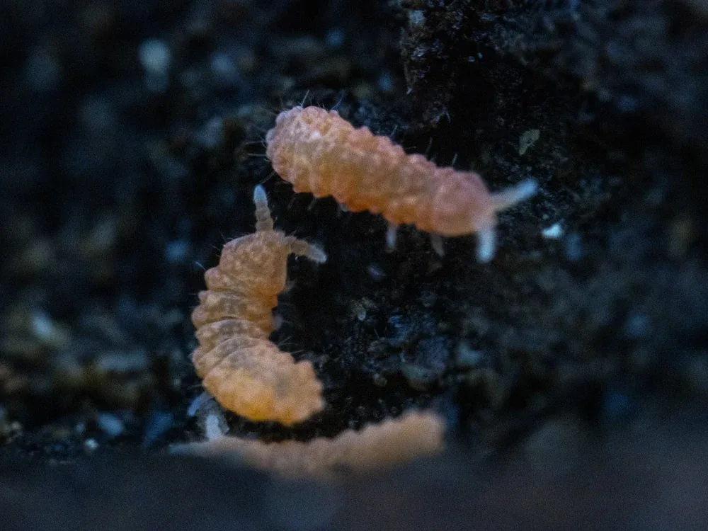 Orange Springtails 10ct. (Yuukianura aphoruroides) - Image 2