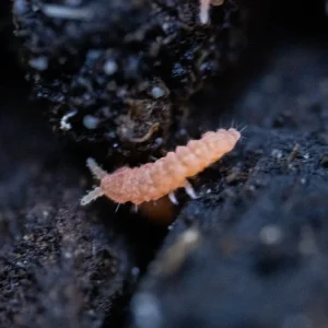 Orange Springtails 10ct. (Yuukianura aphoruroides)